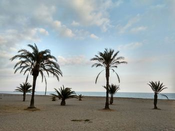 Palm trees on beach against sky