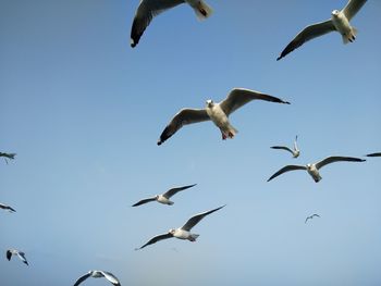 Low angle view of seagulls flying against clear sky