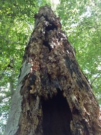 Low angle view of tree