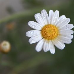 Close-up of white flowers