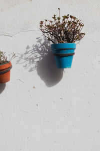 Potted plant on white wall