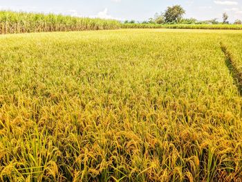 Scenic view of agricultural field