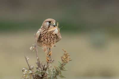 Close-up of bird perching on plant