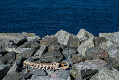 High angle view of crab on rock by sea