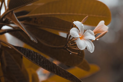 Close-up of white flowering plant