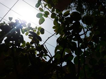 Low angle view of fruits growing on tree against sky
