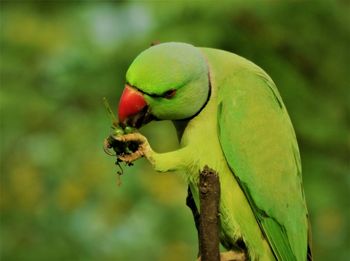Rose ringed-parakeet