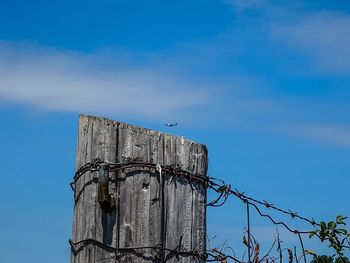 Low angle view of bird against blue sky