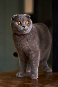 Close-up portrait of black cat