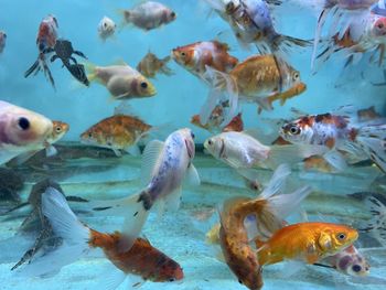 Flock of fish in sea