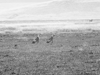 Birds on field