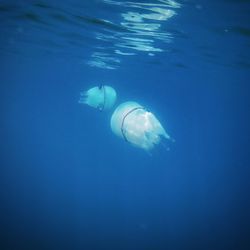 Two jellyfish swim in the sea