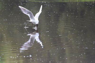 Close-up of seagull flying over lake