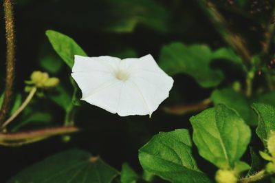 Close-up of white flowers