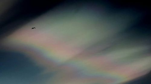 Low angle view of bird flying in sky