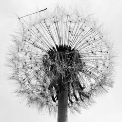 Low angle view of tree against sky