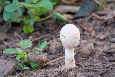 Close-up of mushroom growing on field