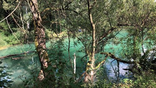 Panoramic shot of trees in forest