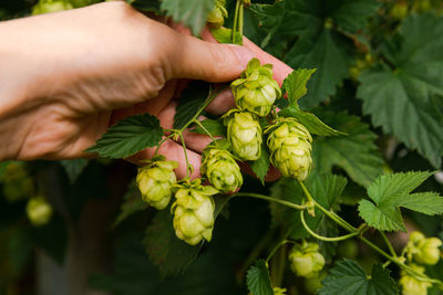 Close-up of hand holding grapes