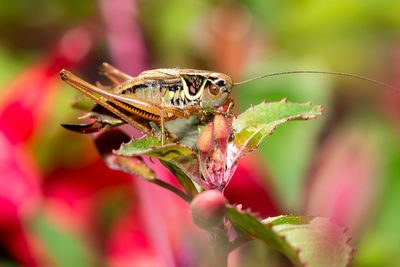 Close-up of butterfly pollinating on flower