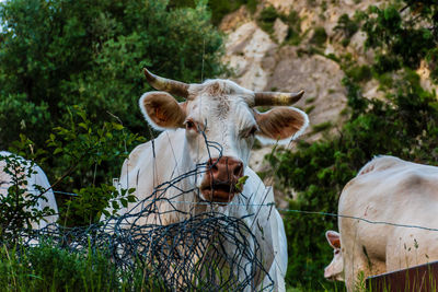 Portrait of sheep on field