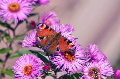 Close-up of butterfly pollinating on pink flower