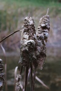 Close-up of snow on wet land during rainy season