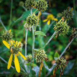 Close-up of yellow flowering plant