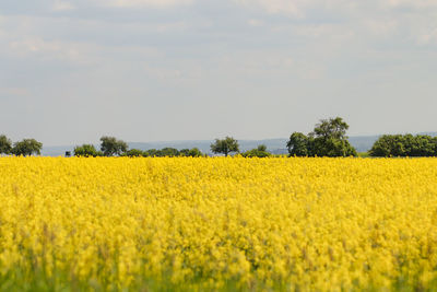 Scenic view of oilseed rape field against sky