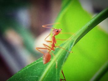 Close-up of ant on leaf