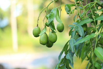 Close-up of fruits hanging on tree