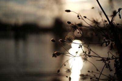 Close-up of plants against sunset