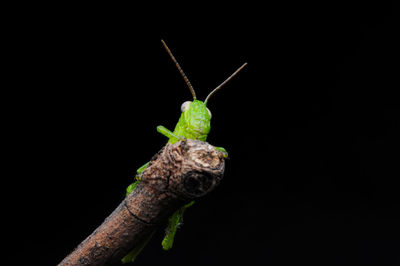 Close-up of grasshopper against black background