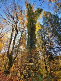 Low angle view of sunlight streaming through trees during autumn