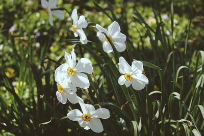 Close-up of white flowers