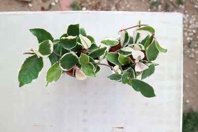 Close-up of potted plant against wall