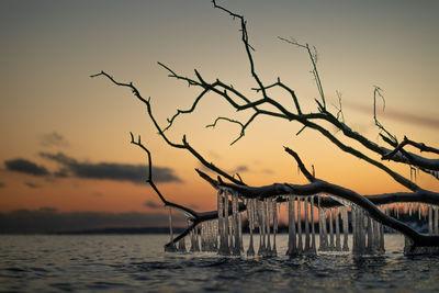 Silhouette bare tree by sea against sky during sunset