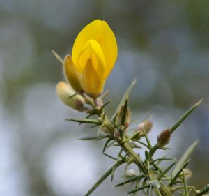 Close-up of yellow flower