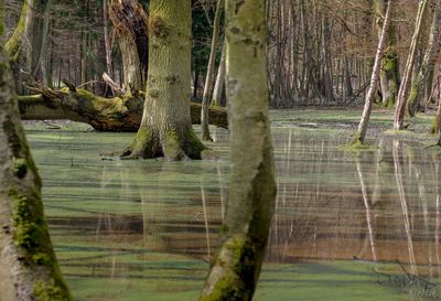 Trees growing in forest