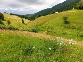 Scenic view of field against sky