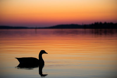 Silhouette bird on lake against sky during sunset