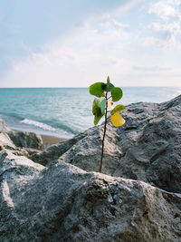 Plant growing on rock by sea against sky