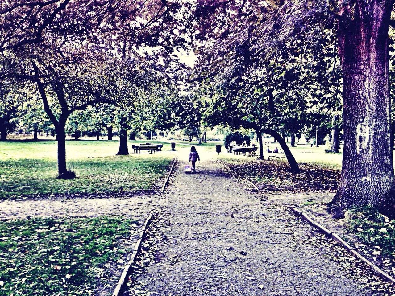 tree, the way forward, park - man made space, lifestyles, walking, full length, leisure activity, footpath, growth, rear view, nature, tranquility, season, branch, person, autumn, diminishing perspective, park