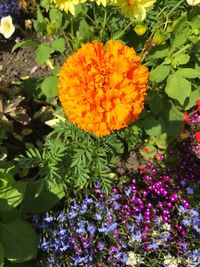 Close-up of yellow flowers blooming outdoors