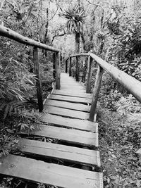 Steps leading towards trees