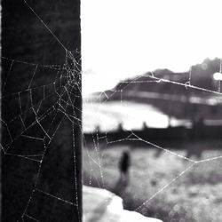 Close up of spider web