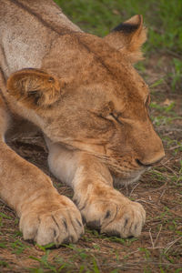 Close-up of lioness