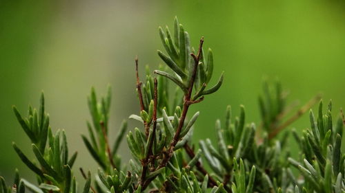 Close-up of fresh plants