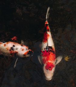 High angle view of koi carps swimming in sea