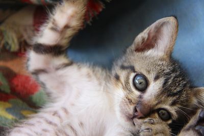 Close-up portrait of cat